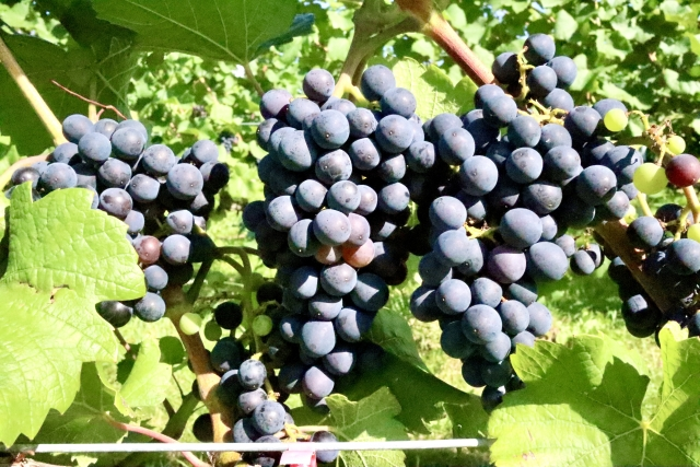 世界のワイン産地ガイド — 特徴と選び方のポイント