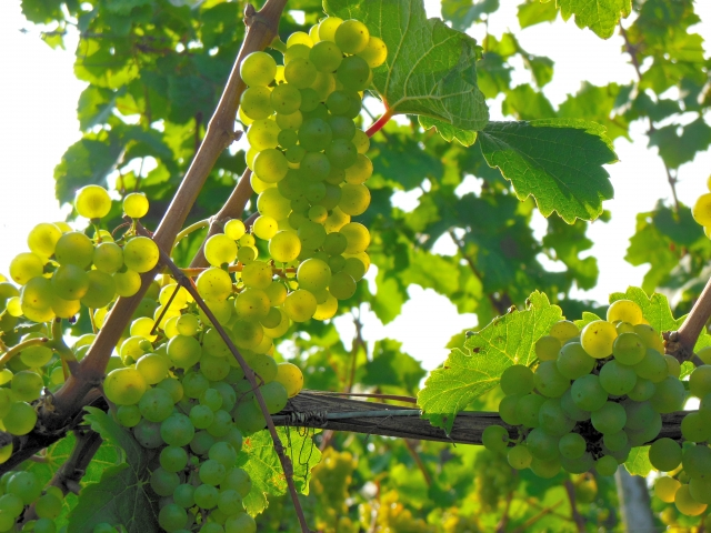 ソーヴィニョン・ブランとは？｜香りで個性を語る白ワイン