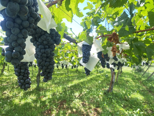 ロマネ・コンティというワイン