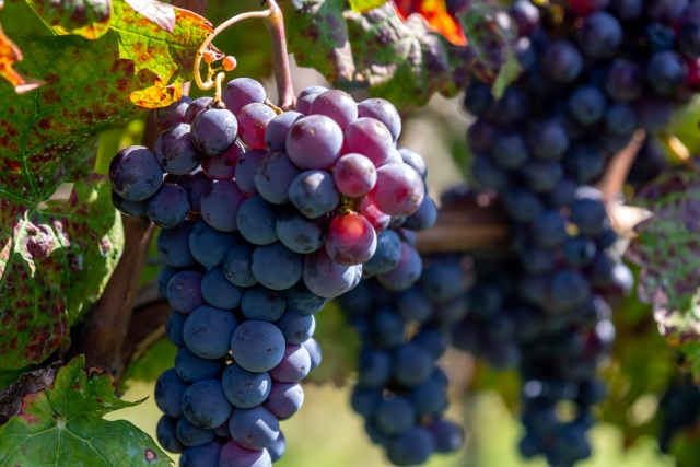 ガメイとは？｜軽やかさの奥にある、まっすぐな赤ワイン